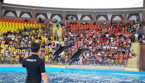 Show Cá Heo Cổ Cò